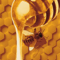 Processing and Storing Honey: Everything You Need to Know