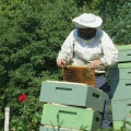 Understanding Local Laws and Regulations for Bee Farming