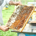 Reading Blogs and Articles on Beekeeping Topics: A Comprehensive Guide