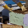 Using natural remedies for pest and disease control in beekeeping