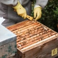 Registering Your Beekeeping Business - A Comprehensive Guide
