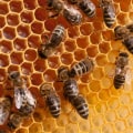 Creating a Successful Business Plan for Your Pollination Services