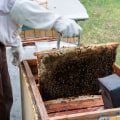 How to Target Potential Customers for Your Beekeeping Business