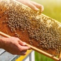 How to Brand and Create a Unique Selling Proposition for Your Beekeeping Business