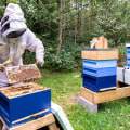 Choosing the Right Type of Hive for Your Beekeeping Business