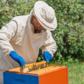 A Beginner's Guide to Creating a Business Plan for Your Beekeeping Operation