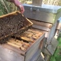 Spring Hive Inspections and Maintenance: A Comprehensive Guide