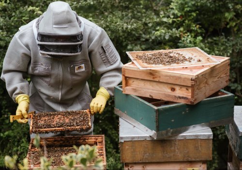 Learning from Experienced Beekeepers: A Guide to Successful Bee Farming