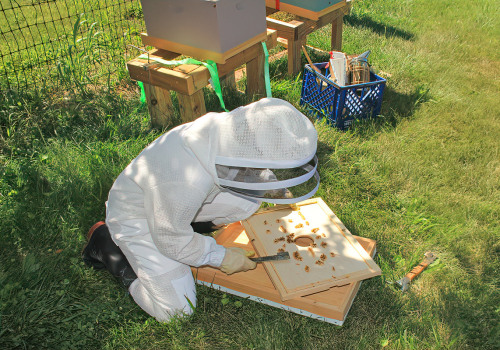 Understanding Different Product Options for Beekeeping