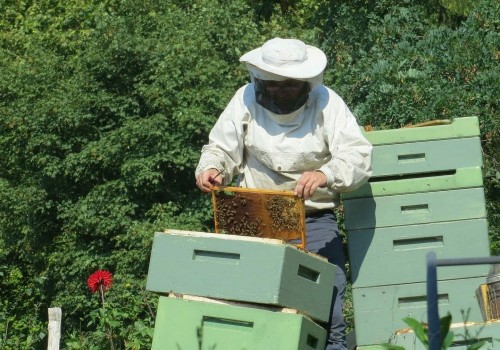 Understanding Local Laws and Regulations for Bee Farming