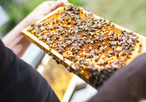 A Beginner's Guide to Selecting Quality Beekeeping Equipment and Products