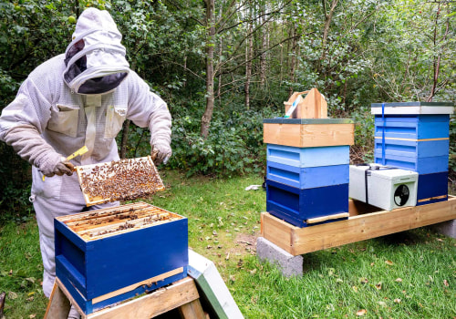 Choosing the Right Type of Hive for Your Beekeeping Business