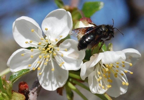 Providing Pollination Services for Other Farmers - A Comprehensive Guide