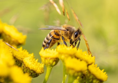 Understanding the Importance of Pollination for Agriculture