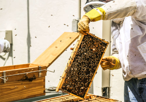 Comparing Prices and Suppliers for Beekeeping Equipment and Products