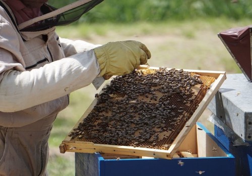 Selling Honey-Based Products: A Comprehensive Guide for Bee Farmers