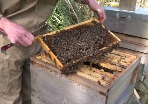 Spring Hive Inspections and Maintenance: A Comprehensive Guide