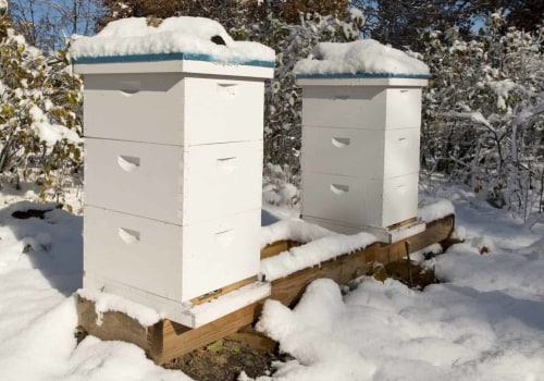 Preparing for Winter: A Guide to Bee Farming and Seasonal Management